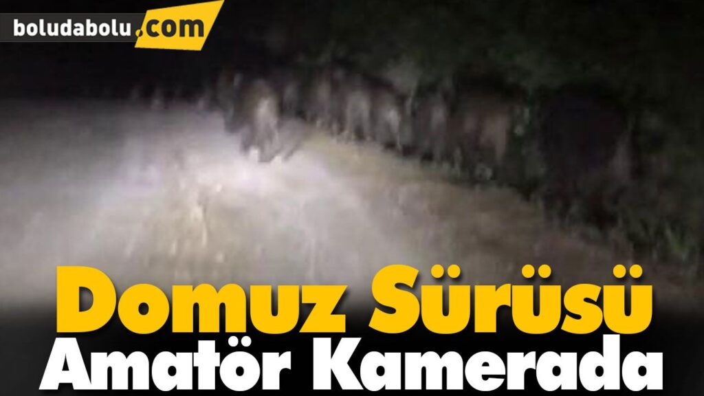 Domuz sürüsü amatör kamerada Domuz sürüsü amatör kamerada