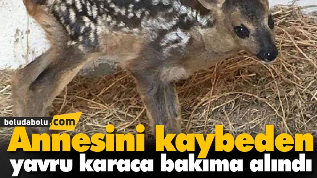 Annesini kaybeden yavru karaca bakıma alındı Annesini kaybeden yavru karaca bakıma alındı