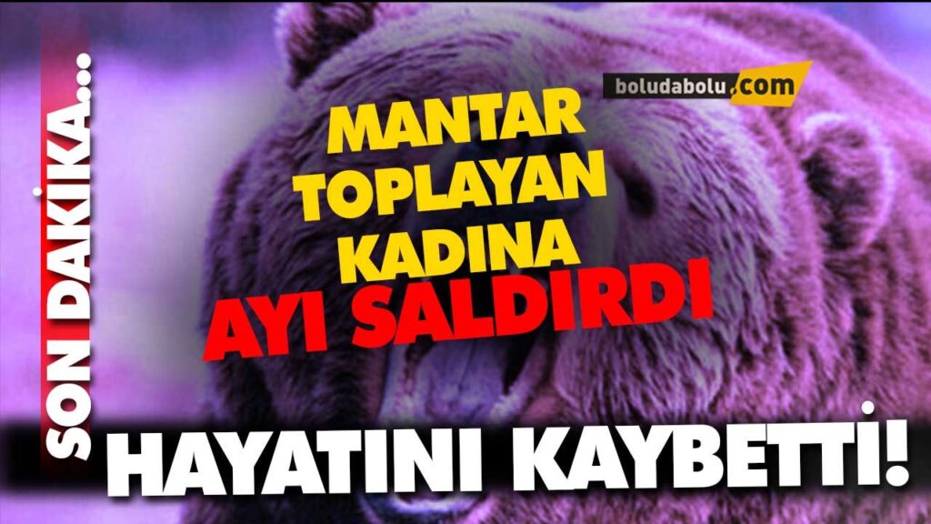 AYI SALDIRISI -BOLU AYI SALDIRISI -BOLU