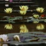 Bolu Nilüfer Sanat Parkı – Nerede- iletişim