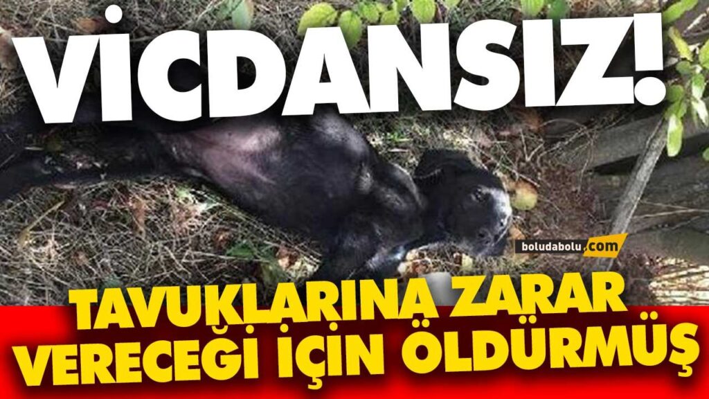 TAVUKLARINA ZARAR VERECEĞİ İÇİN ÖLDÜRMÜŞ TAVUKLARINA ZARAR VERECEĞİ İÇİN ÖLDÜRMÜŞ