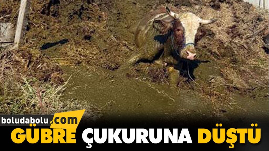 GÜBRE ÇUKURUNA DÜŞTÜ GÜBRE ÇUKURUNA DÜŞTÜ