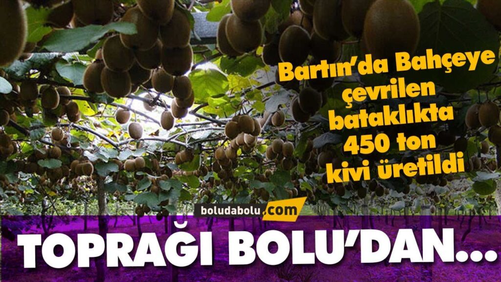 Bahçeye çevirilen bataklıkta 450 ton kivi üretildi Bahçeye çevirilen bataklıkta 450 ton kivi üretildi