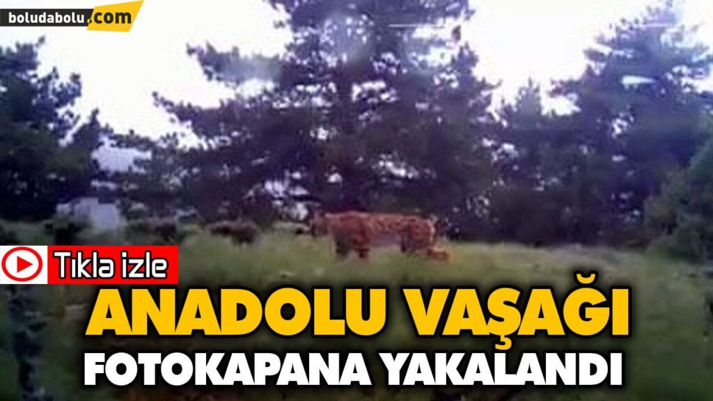 ANADOLU VAŞAĞI FOTOKAPANA YAKALANDI ANADOLU VAŞAĞI FOTOKAPANA YAKALANDI