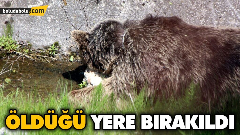 ÖLDÜĞÜ YERE BIRAKILDI ÖLDÜĞÜ YERE BIRAKILDI