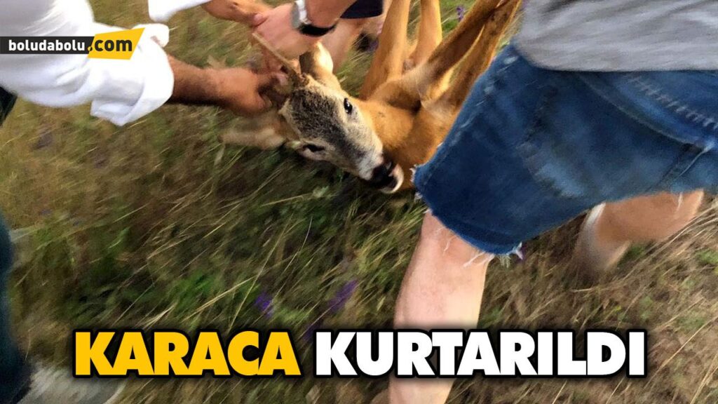 KARACA KURTARILDI KARACA KURTARILDI