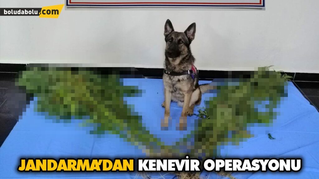JANDARMA 20 KÖK KENEVİR ELE GEÇİRDİ JANDARMA 20 KÖK KENEVİR ELE GEÇİRDİ