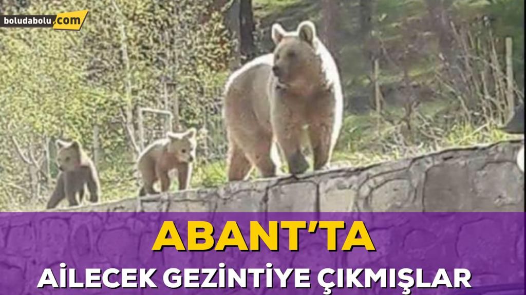 BİR ANNE AYI VE İKİ YAVRUSU BİRLİKTE GÖRÜNTÜLENDİ BİR ANNE AYI VE İKİ YAVRUSU BİRLİKTE GÖRÜNTÜLENDİ