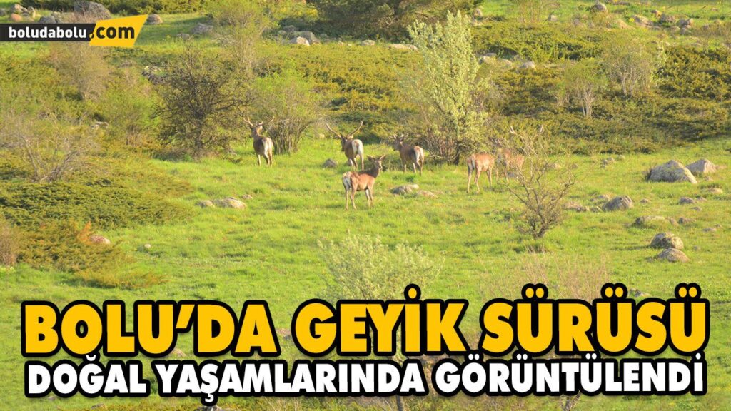 BOLU’DA GEYİK SÜRÜSÜ DOĞAL YAŞAMLARINDA GÖRÜNTÜLENDİ BOLU’DA GEYİK SÜRÜSÜ DOĞAL YAŞAMLARINDA GÖRÜNTÜLENDİ