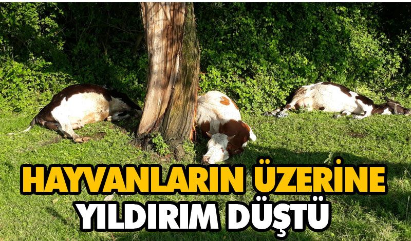 Hayvanların Üzerine Yıldırım Düştü Hayvanların Üzerine Yıldırım Düştü