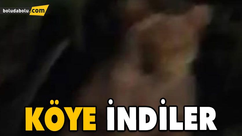 Aç Kalan Ayılar Köylere Kadar İndi Aç Kalan Ayılar Köylere Kadar İndi