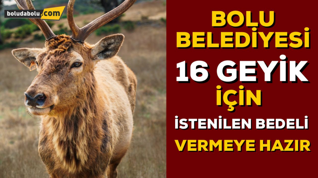 Belediye geyiklere sahip çıkıyor Belediye geyiklere sahip çıkıyor