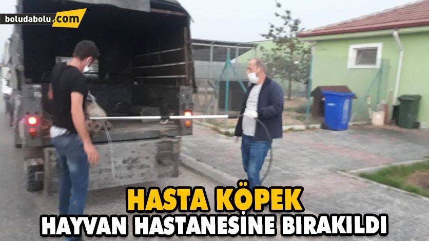 HASTA KÖPEK HAYVAN HASTANESİNE BIRAKILDI HASTA KÖPEK HAYVAN HASTANESİNE BIRAKILDI