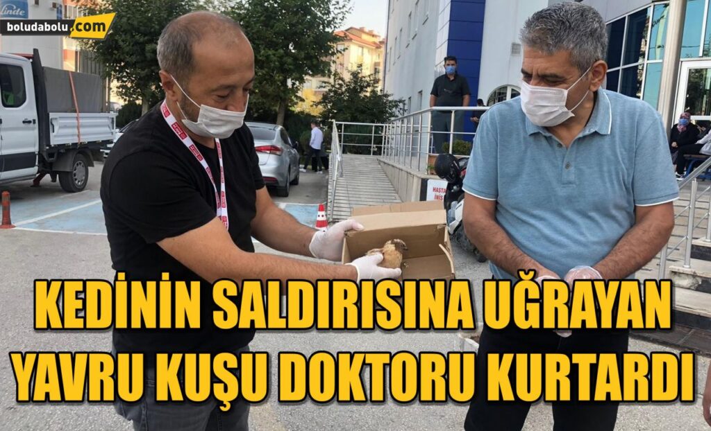 Kedinin saldırısına uğrayan yavru kuşu doktoru kurtardı Kedinin saldırısına uğrayan yavru kuşu doktoru kurtardı
