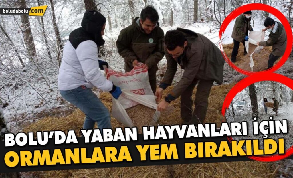 Bolu’da yaban hayvanları için ormanlara yem bırakıldı Bolu’da yaban hayvanları için ormanlara yem bırakıldı