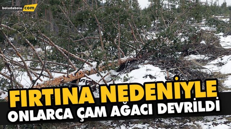 FIRTINA NEDENİYLE ONLARCA ÇAM AĞACI DEVRİLDİ