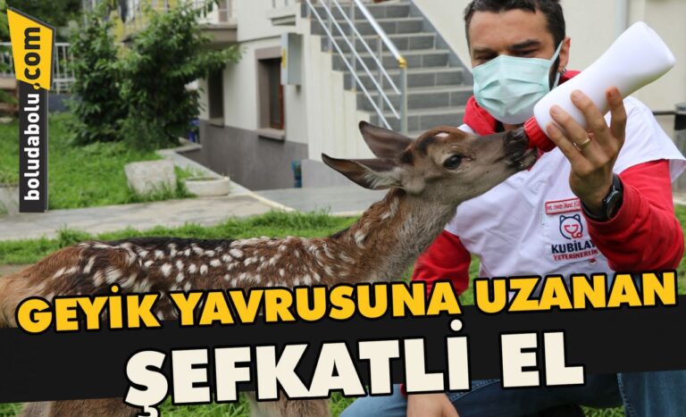 Geyik yavrusuna uzanan şefkatli el