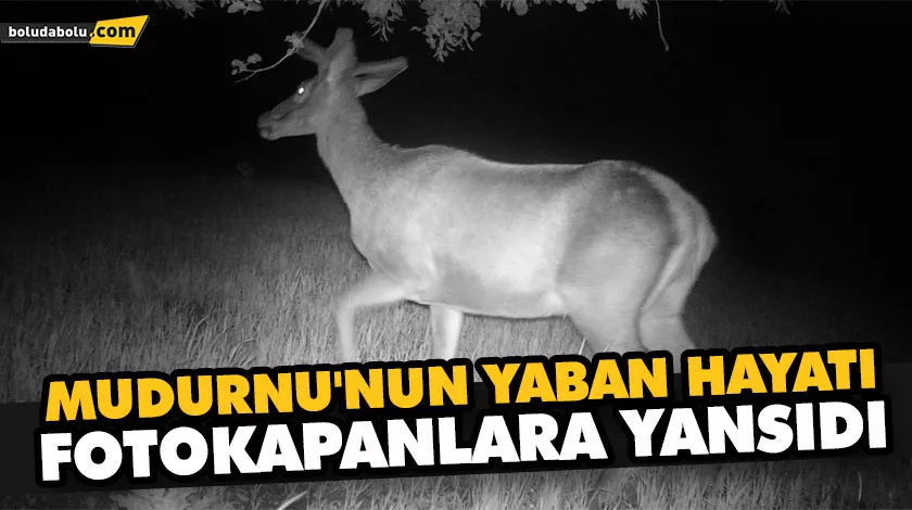 MUDURNU’NUN YABAN HAYATI FOTOKAPANLARA YANSIDI MUDURNU’NUN YABAN HAYATI FOTOKAPANLARA YANSIDI