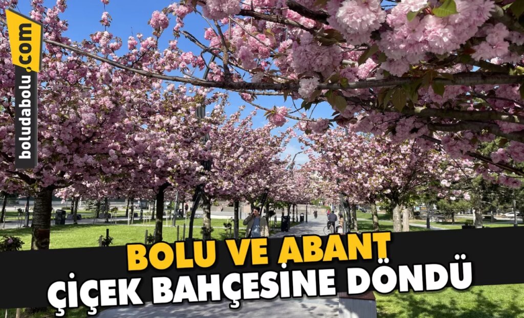 Bolu ve Abant çiçek bahçesine döndü Bolu ve Abant çiçek bahçesine döndü