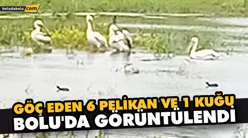 GÖÇ EDEN 6 PELİKAN VE 1 KUĞU BOLU’DA GÖRÜNTÜLENDİ GÖÇ EDEN 6 PELİKAN VE 1 KUĞU BOLU’DA GÖRÜNTÜLENDİ
