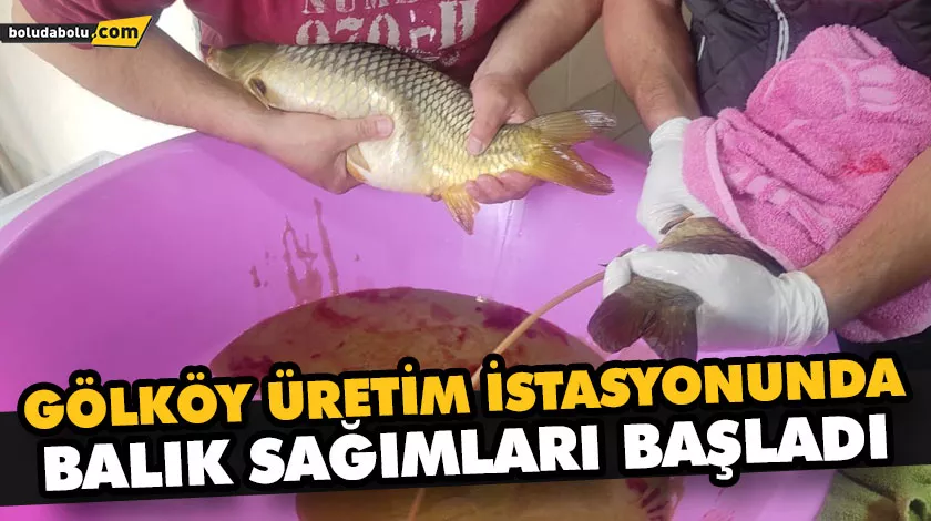 GÖLKÖY ÜRETİM İSTASYONUNDA BALIK SAĞIMLARI BAŞLADI GÖLKÖY ÜRETİM İSTASYONUNDA BALIK SAĞIMLARI BAŞLADI