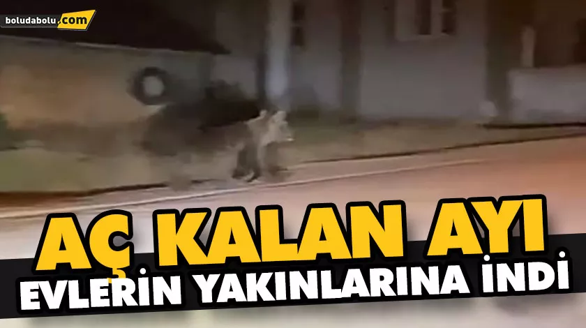 AÇ KALAN AYI EVLERİN YAKINLARINA İNDİ AÇ KALAN AYI EVLERİN YAKINLARINA İNDİ