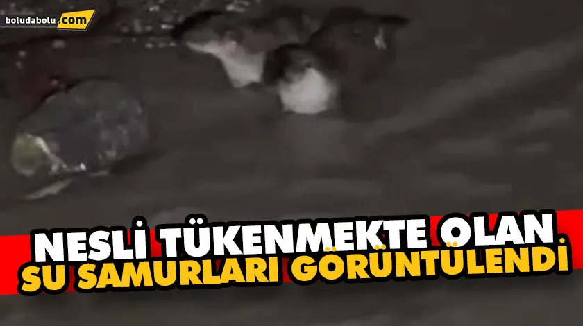 NESLİ TÜKENMEKTE OLAN SU SAMURLARI GÖRÜNTÜLENDİ NESLİ TÜKENMEKTE OLAN SU SAMURLARI GÖRÜNTÜLENDİ