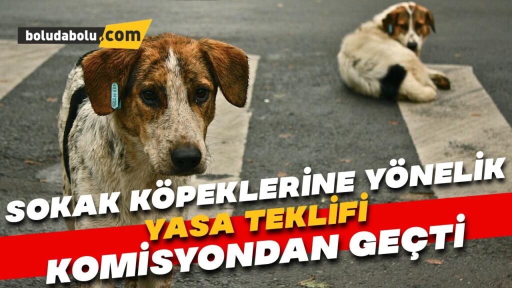Sokak hayvanlarına yönelik yasa teklifi komisyondan geçti Sokak hayvanlarına yönelik yasa teklifi komisyondan geçti