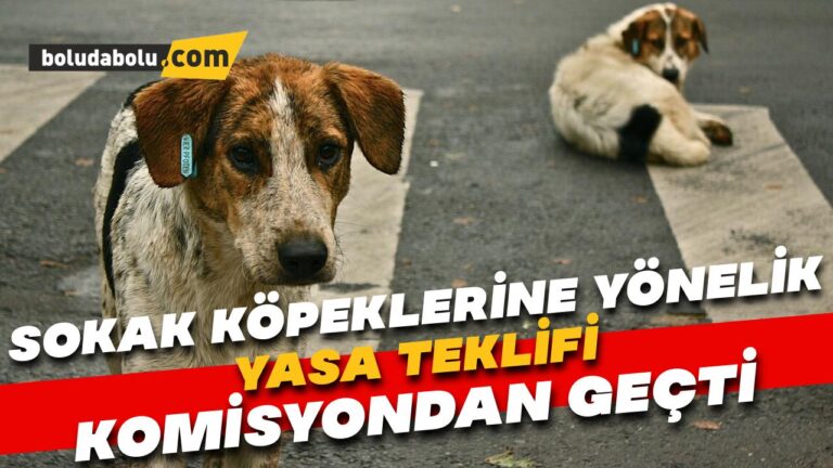 Sokak hayvanlarına yönelik yasa teklifi komisyondan geçti