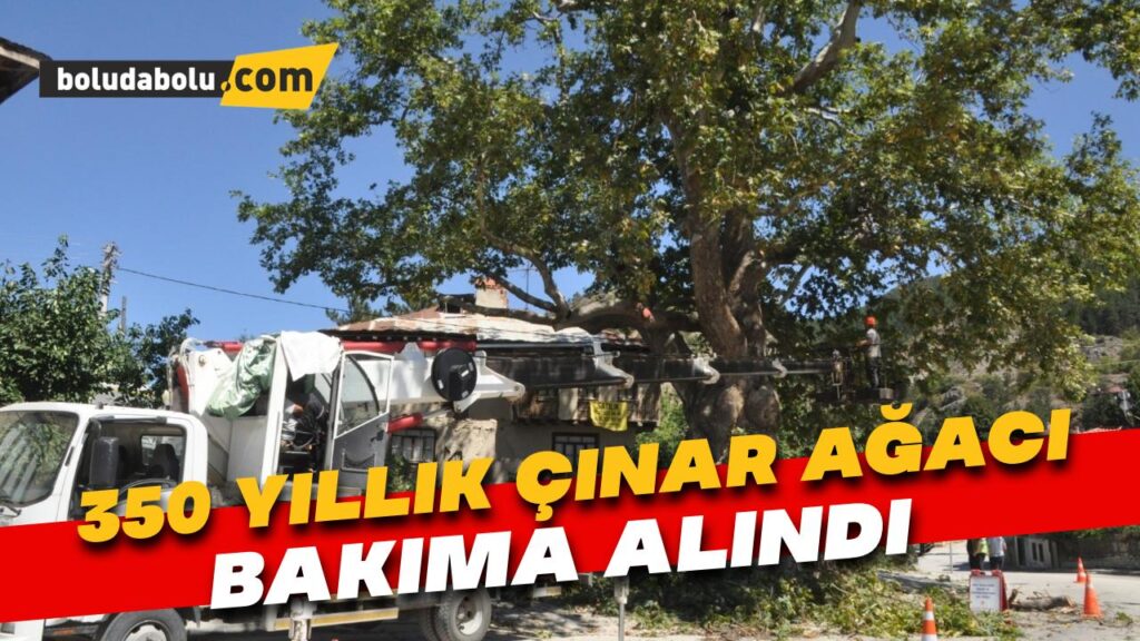 350 yıllık çınar ağacı bakıma alındı 350 yıllık çınar ağacı bakıma alındı