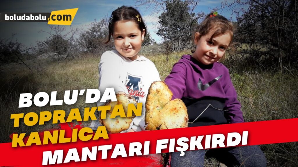 Yağmurun ardından kanlıca mantarı bereketi Yağmurun ardından kanlıca mantarı bereketi