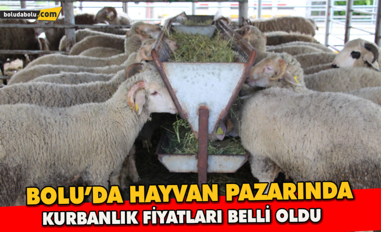 Bayrama günler kala hayvan pazarında sessizlik: “Alıcı da satıcı da kararsız”