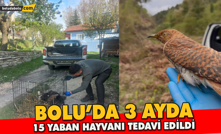 Bolu’da 3 ayda 15 yaban hayvanı tedavi edilerek doğaya salındı