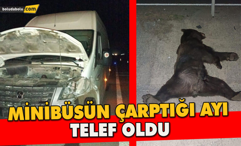 Minibüsün Çarptığı Ayı Telef Oldu