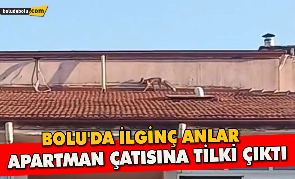 Bolu’da ilginç anlar: Apartman çatısına tilki çıktı