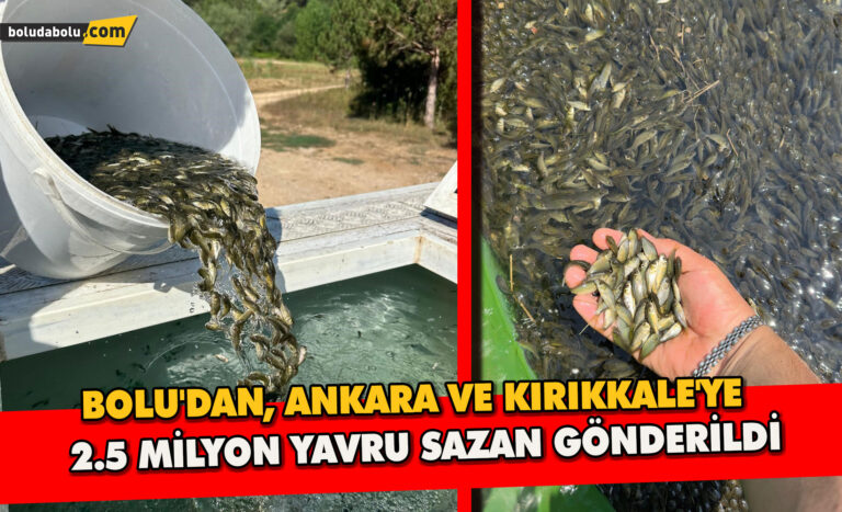 Bolu’dan, Ankara ve Kırıkkale’ye 2.5 milyon yavru sazan gönderildi - Haber